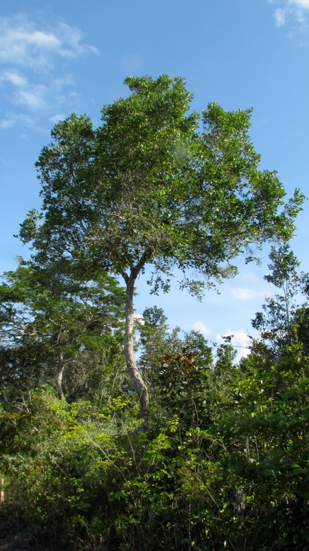 صورة Chaetocarpus echinocarpus (Baill.) Ducke