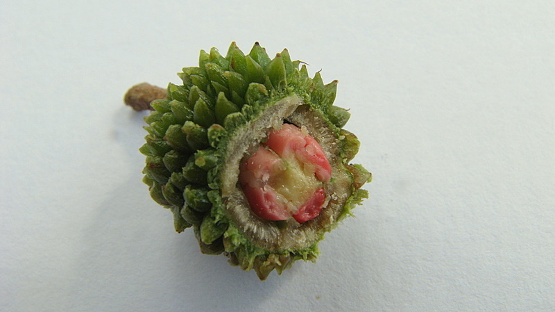 Image of Chaetocarpus echinocarpus (Baill.) Ducke