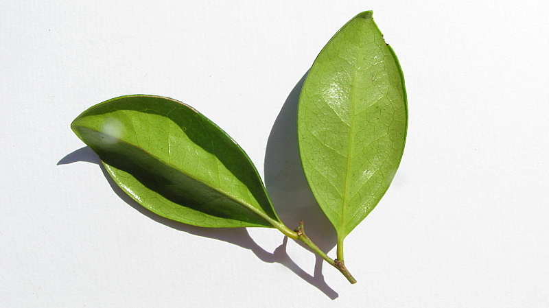 Image of Chaetocarpus echinocarpus (Baill.) Ducke