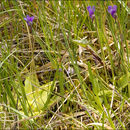 Imagem de Pinguicula vulgaris L.