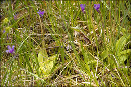 Image of Common butterwort