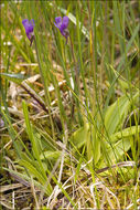 Image of Common butterwort