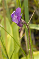 Image of Common butterwort