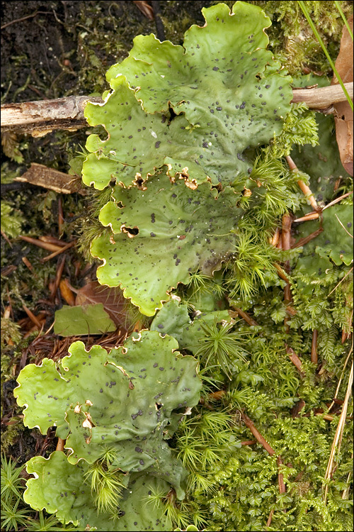 Image of felt lichen