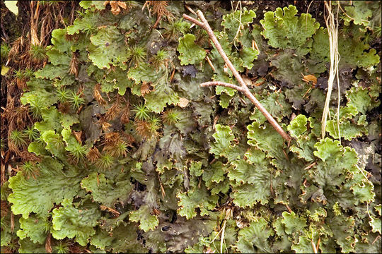 Image of felt lichen