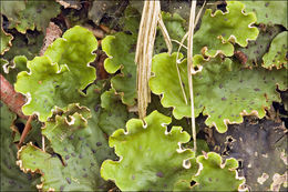 Слика од Peltigera leucophlebia (Nyl.) Gyeln.