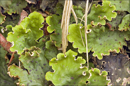 Image of felt lichen