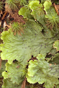 Image of felt lichen