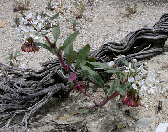 Eremothera boothii subsp. decorticans (Hook. & Arn.) W. L. Wagner & Hoch resmi