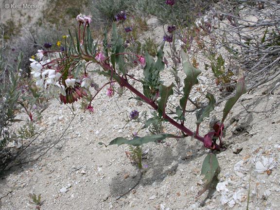 Eremothera boothii subsp. decorticans (Hook. & Arn.) W. L. Wagner & Hoch resmi