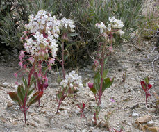 Eremothera boothii subsp. decorticans (Hook. & Arn.) W. L. Wagner & Hoch resmi