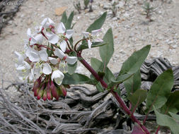 Eremothera boothii subsp. decorticans (Hook. & Arn.) W. L. Wagner & Hoch resmi