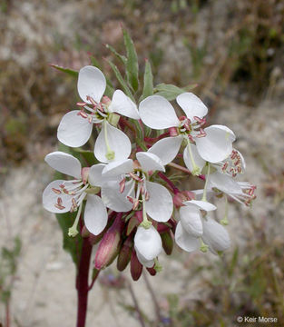 Eremothera boothii subsp. decorticans (Hook. & Arn.) W. L. Wagner & Hoch resmi