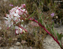 Eremothera boothii subsp. decorticans (Hook. & Arn.) W. L. Wagner & Hoch resmi