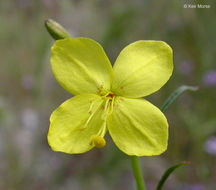 Image de Eulobus californicus Nutt.