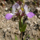 Image de Collinsia bartsiifolia var. davidsonii (Parish) Newsom