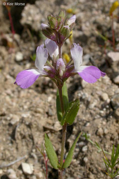 Image de Collinsia bartsiifolia var. davidsonii (Parish) Newsom