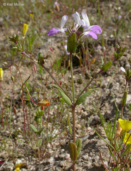 Image de Collinsia bartsiifolia var. davidsonii (Parish) Newsom