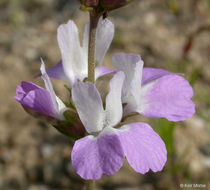 Image de Collinsia bartsiifolia var. davidsonii (Parish) Newsom