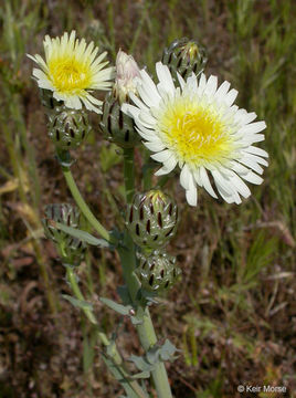 Image de Malacothrix coulteri Harv. & Gray ex A. Gray