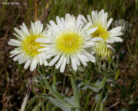 Image de Malacothrix coulteri Harv. & Gray ex A. Gray