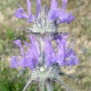 Image of thistle sage