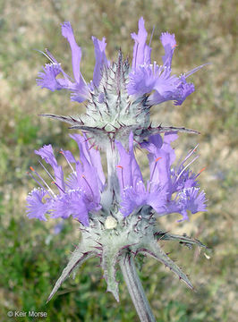 Image of thistle sage