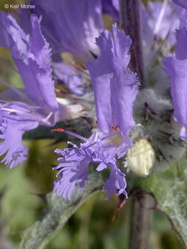 Image of thistle sage