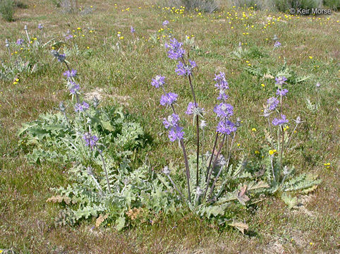 Image of thistle sage