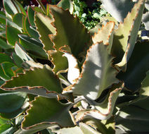 Image of Elephant's ear Kalanchoe