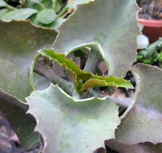 Image of Elephant's ear Kalanchoe