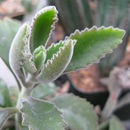 Sivun Kalanchoe citrina Schweinf. kuva