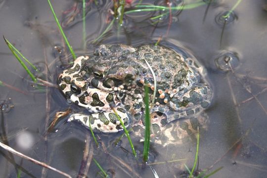 Image of European green toad