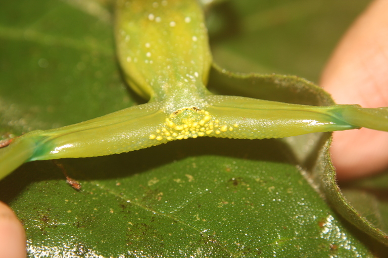 Image de Aplastodiscus albosignatus (Lutz & Lutz 1938)