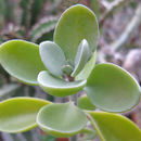 Image of Kalanchoe hildebrandtii Baill.