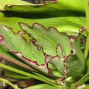 Image of Kalanchoe synsepala Baker