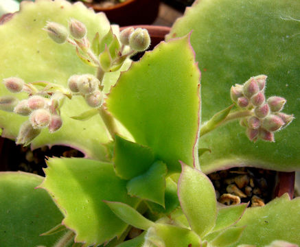 Image of Desert Cabbage