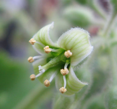 Image of Desert Cabbage