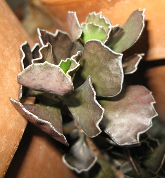 Image of Kalanchoe rhombopilosa Mannoni & Boiteau