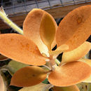 Image of Kalanchoe orgyalis Baker