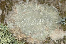 Image of pore lichen