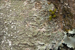 Image of pore lichen