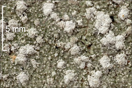 Image of pore lichen