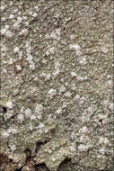 Image of pore lichen