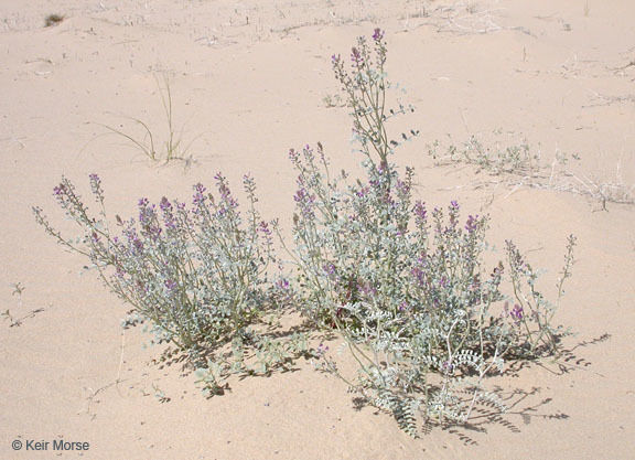 Sivun Astragalus lentiginosus var. borreganus M. E. Jones kuva