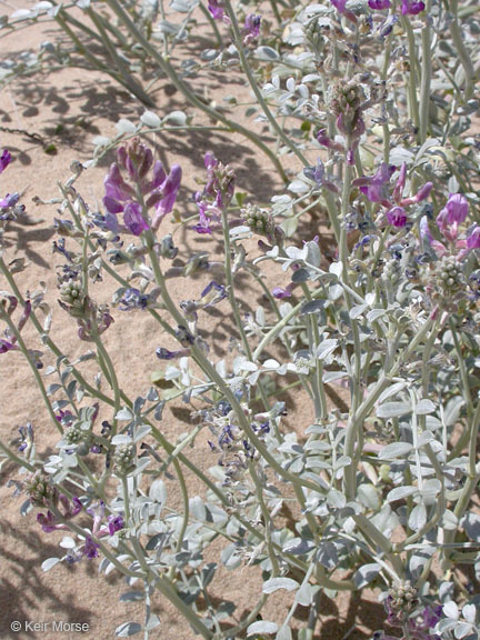 Sivun Astragalus lentiginosus var. borreganus M. E. Jones kuva