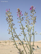 Sivun Astragalus lentiginosus var. borreganus M. E. Jones kuva