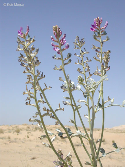 Sivun Astragalus lentiginosus var. borreganus M. E. Jones kuva