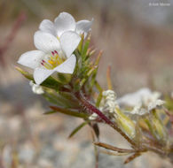 Image de Linanthus demissus (A. Gray) Greene