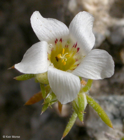 Image de Linanthus demissus (A. Gray) Greene